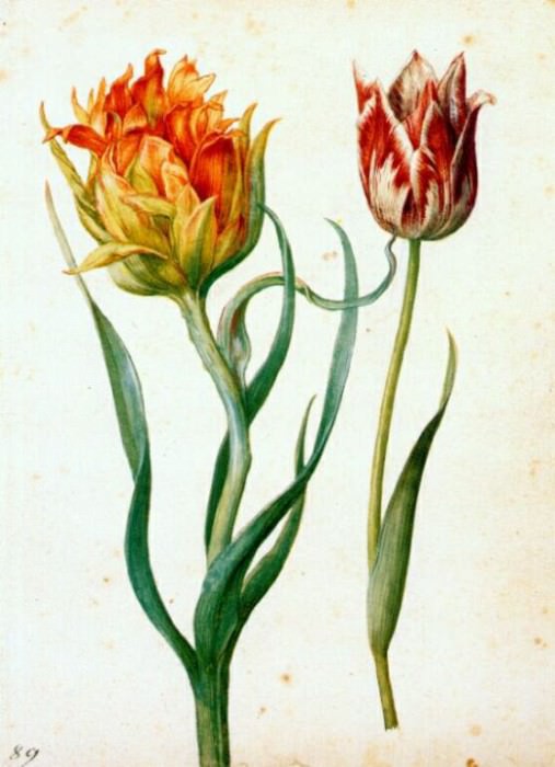 two tulips 1627-30. Georg Flegel