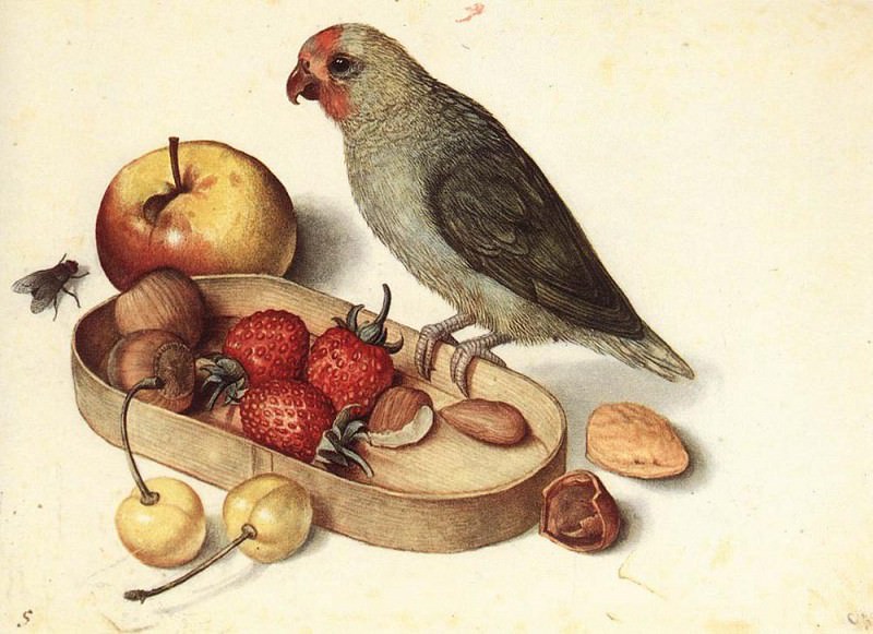 Натюрморт с карликовым попугаем. Георг Флегель