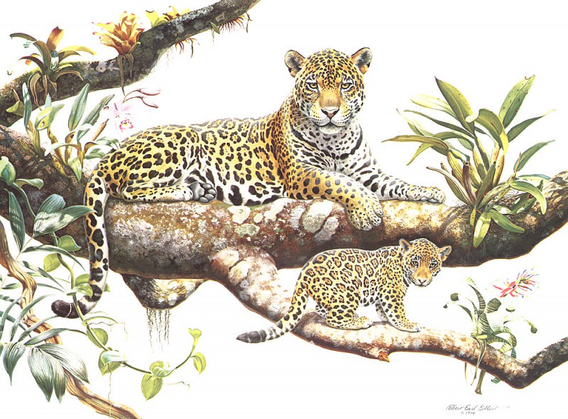 bs- Albert Earl Gilbert- Amazon Jaguar And Cub. граф Альберт Гилберт