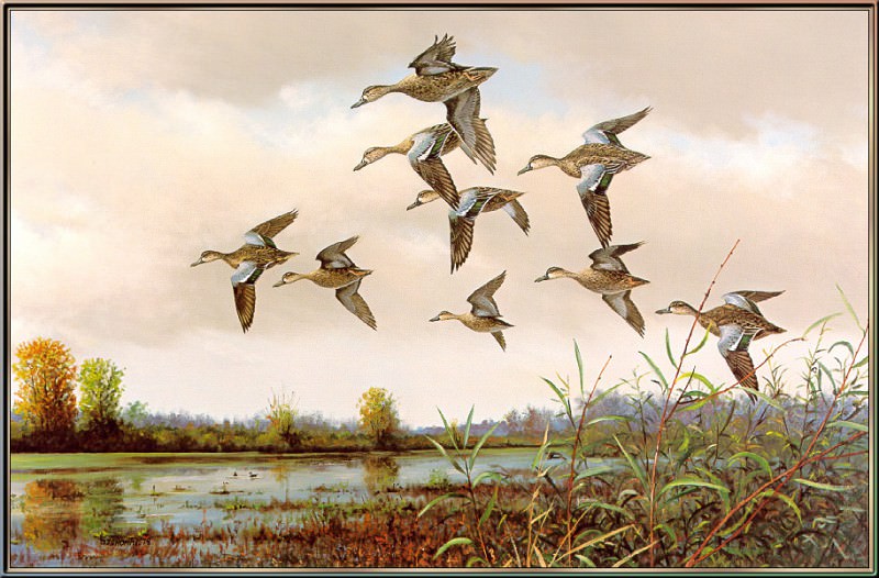 Ранние голубокрылые утки. Оуэн Юстус Громм