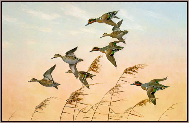 Спешащие утки с зеленой спинкой. Оуэн Юстус Громм