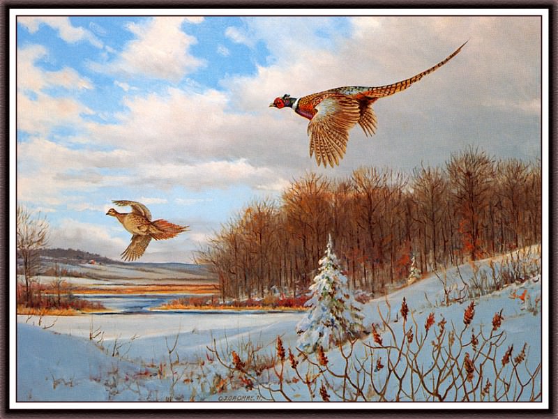Back To Cover- Pheasants. Owen Justus Gromme