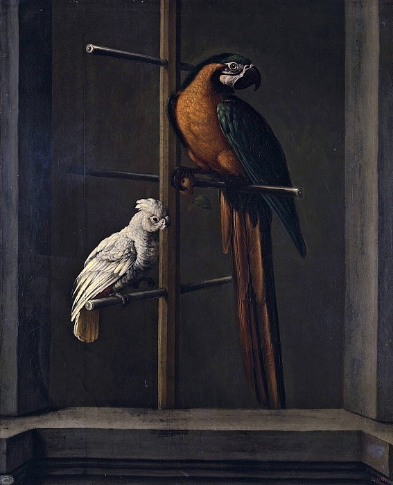 Parrots. Johann Friedrich von Grooth