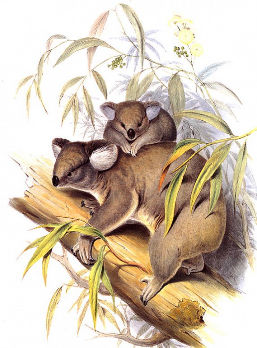 Koala. John Gould