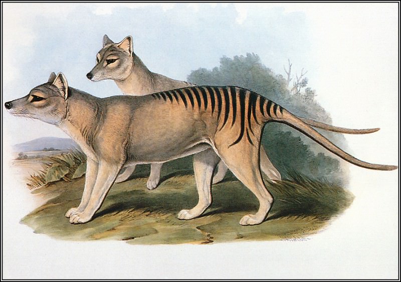 Thylacine. John Gould