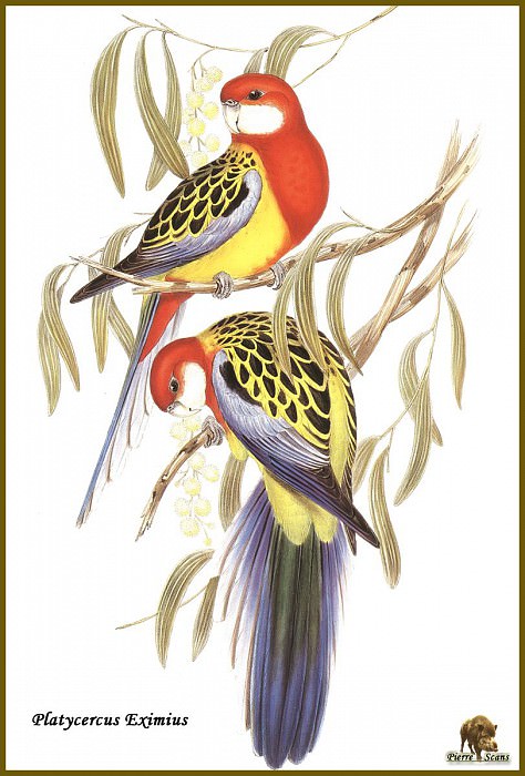 Многоцветный попугайчик. Джон Гульд