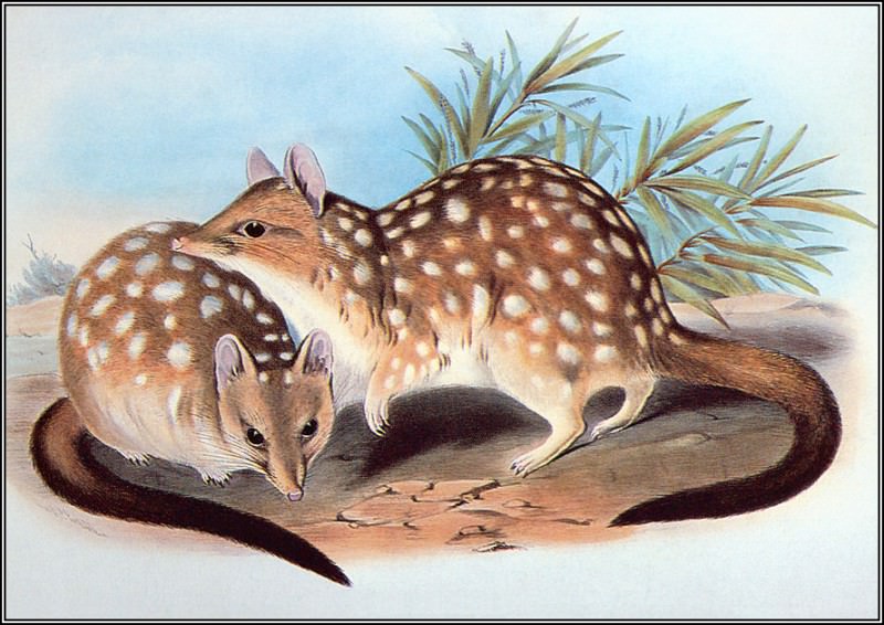pa AVM end 12 Gould WesternQuoll. Джон Гульд
