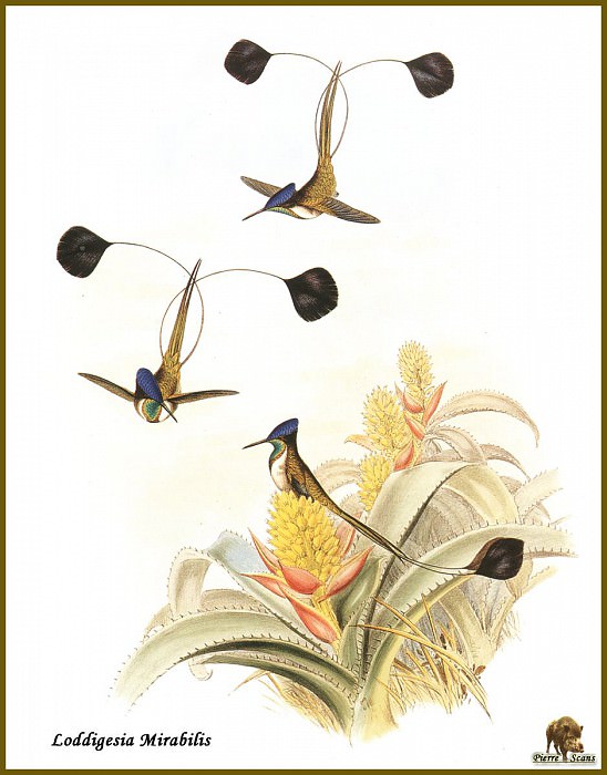 Colibri а Raquettes de Loddiges. John Gould