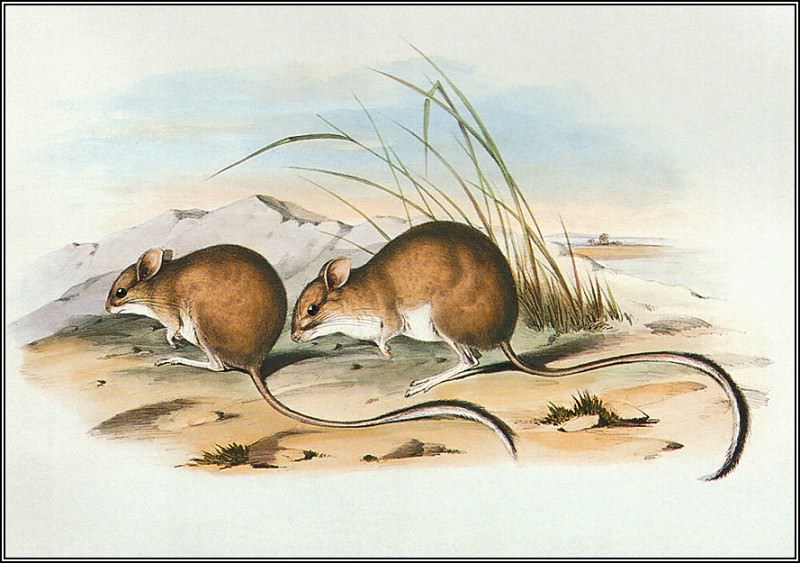 Long-TailedHopping-Mouse. John Gould