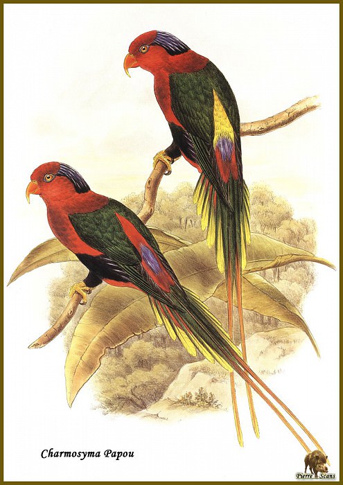 Папуасский лори (попугай). Джон Гульд