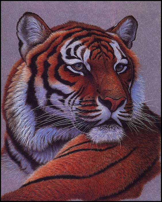 lrsGustavsonGreg-Tiger. Greg Gustavson