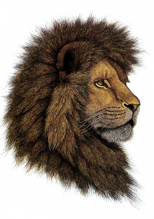kb Gustavson Greg-African Lion. Greg Gustavson