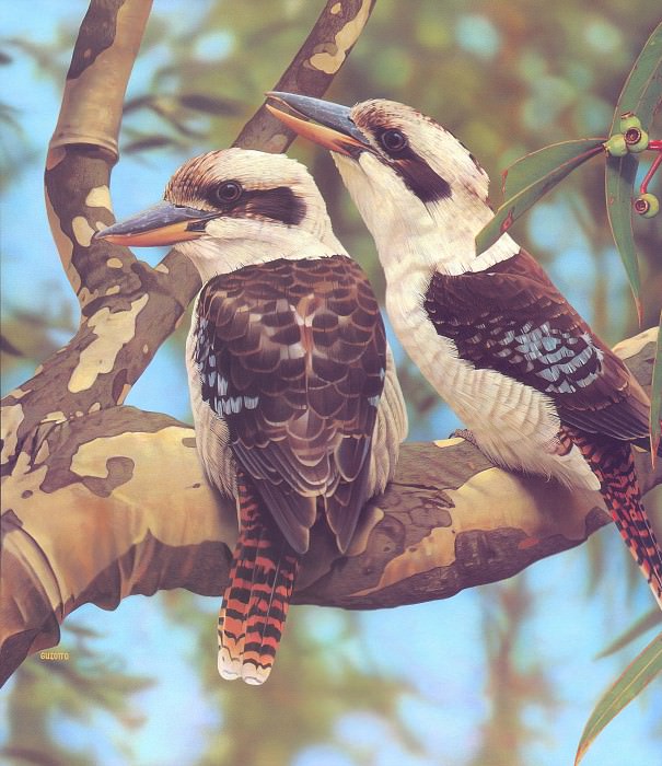 Oz AGls009 Ego Guiotto Laughing Kookaburra Painting. Ego Guiotto