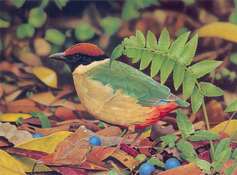 Noisy Pitta Painting. Ego Guiotto
