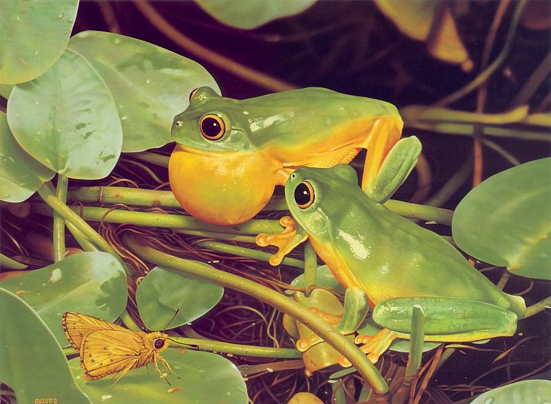 Oz AGls013 Ego Guiotto Orange Thighed Frog Painting. Эго Джиотто