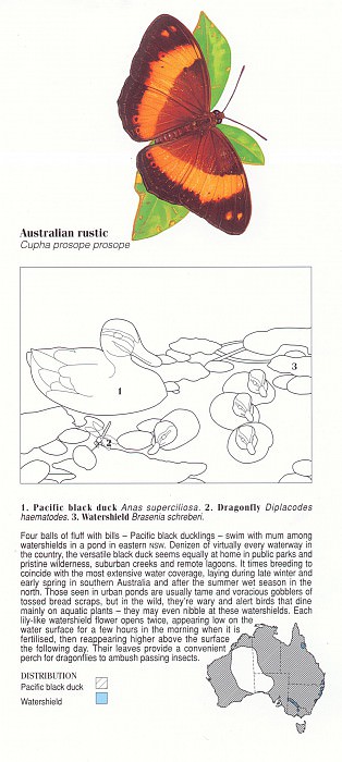 Oz AGls016 Ego Guiotto Pacific Black Duck Painting Key. Эго Джиотто