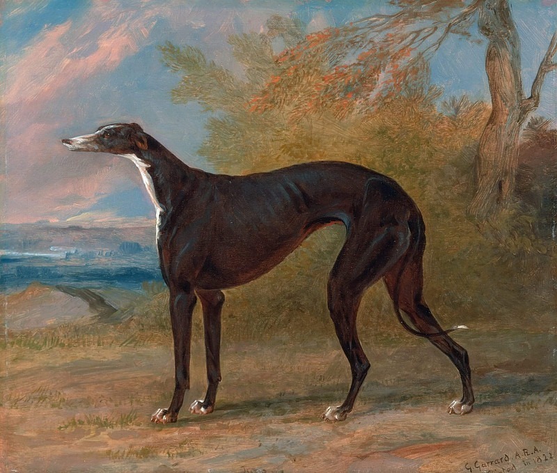 One of George Lane Fox’s Winning Greyhounds- the Black and White Greyhound Bitch, Juno. George Garrard