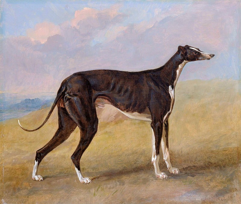 Turk, a greyhound, the property of George Lane Fox. George Garrard