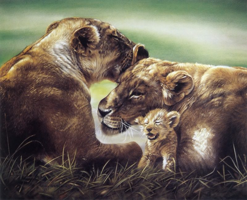 Африканские львицы с детенышем. Лесли Харрисон