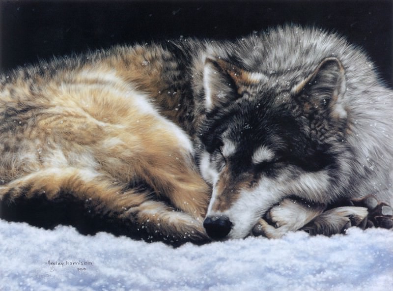 And the Wolf Dreams. Lesley Harrison