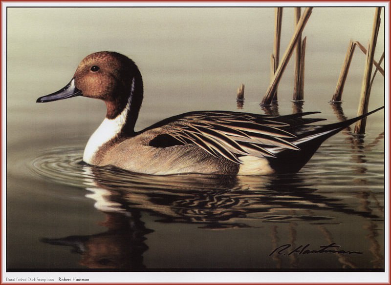 HautmanRobert Pintail Federal Duck Stamp 2001 We@ISC. Hautman Brothers