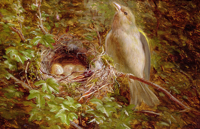 Зеленушка в гнезде. Уильям Хьюз