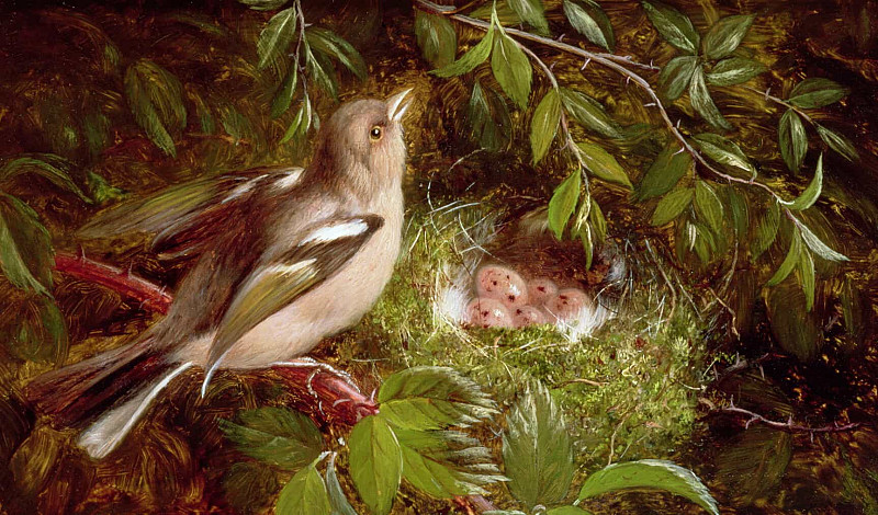 Зяблик в гнезде. Уильям Хьюз