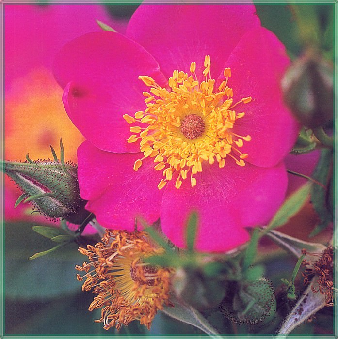 Roses Rosa Carolina-WeaISC. Saxon Holt