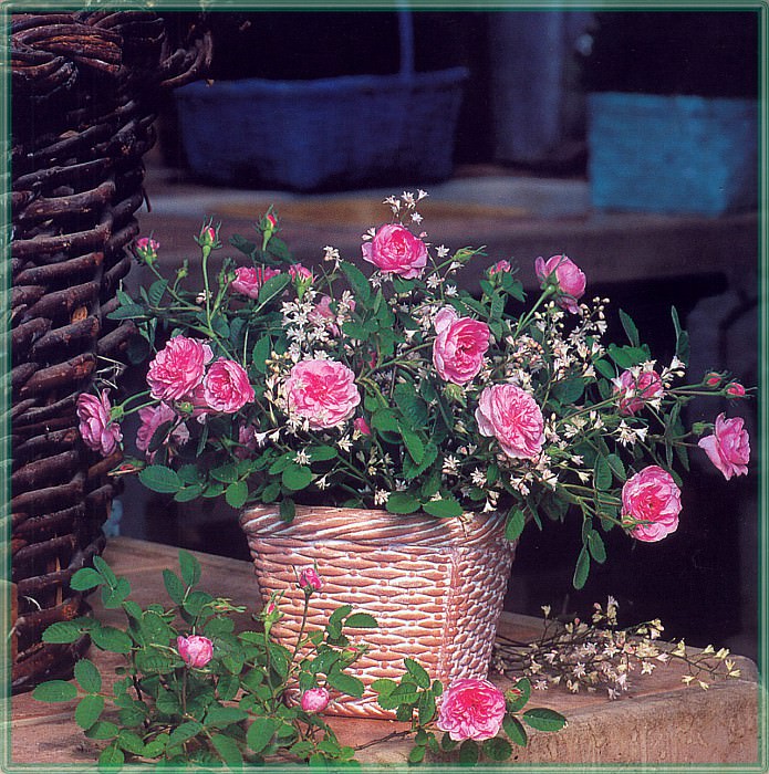 Roses De Meaux-WeaISC. Saxon Holt