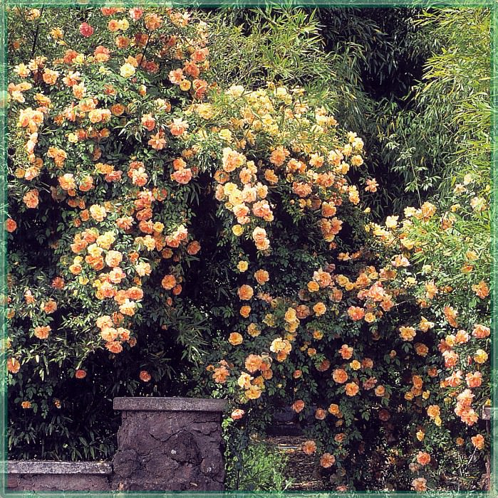 Roses Gold of Ophir-WeaISC. Saxon Holt