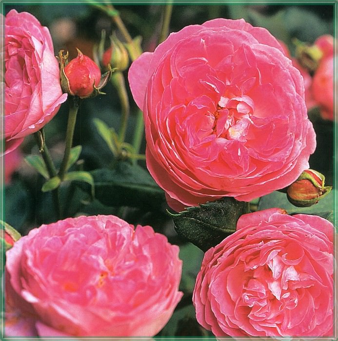 Roses Madame Pierre Oger-WeaISC. Saxon Holt