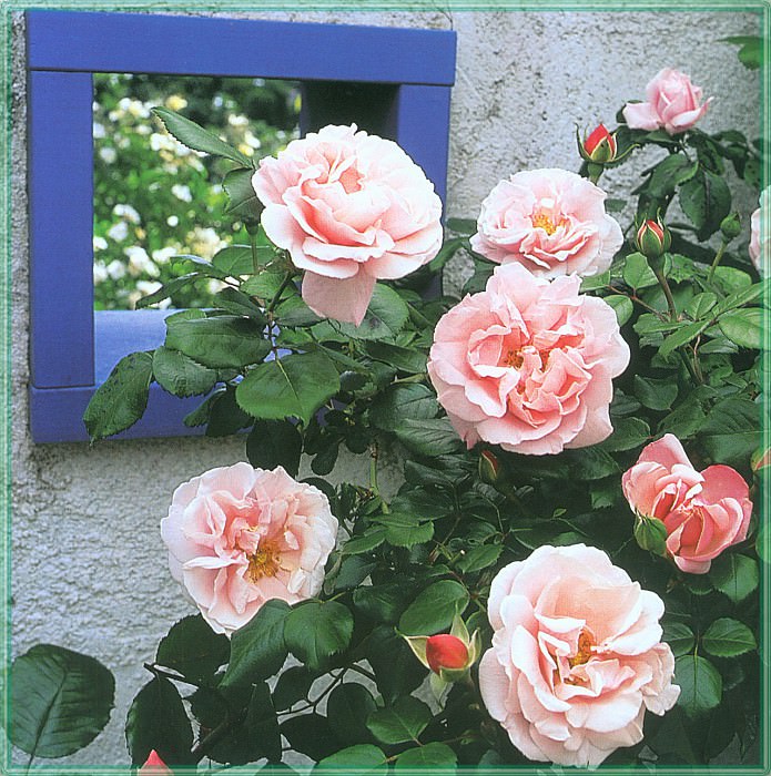 Roses Fantin-Latour-WeaISC. Saxon Holt