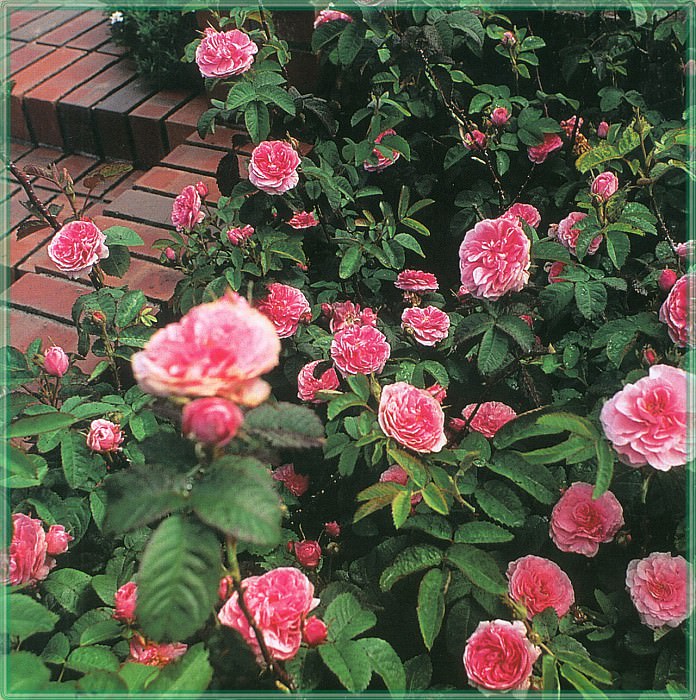 Розы -Пётит де Олланд- (Мелкие голландские розы). Саксон Холт