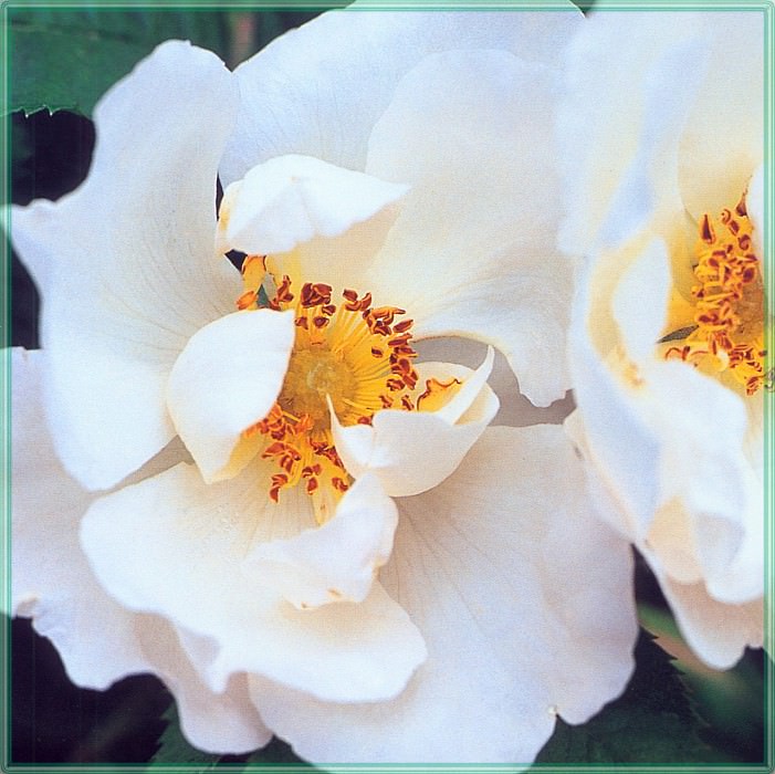 Roses White Rose of York-WeaISC. Saxon Holt