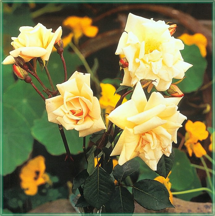 Roses Safrano-WeaISC. Saxon Holt