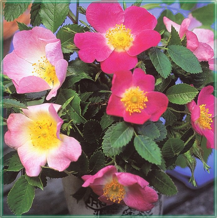 Roses Rosas Canina and Eglanteria-WeaISC. Saxon Holt