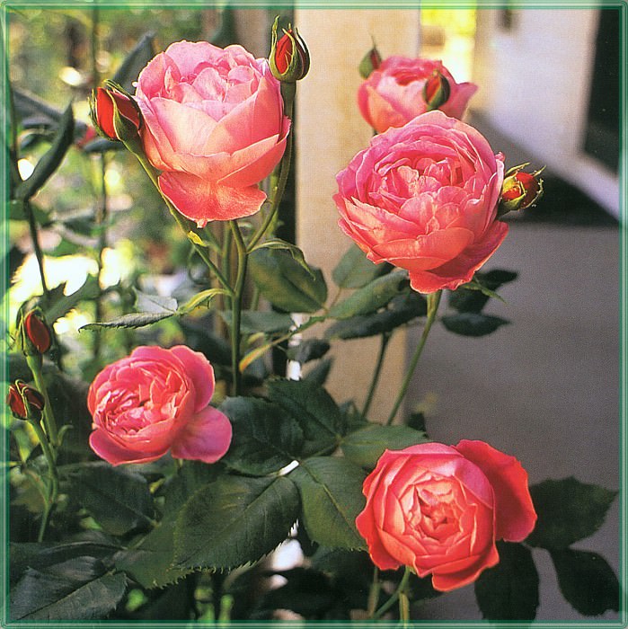 Roses La Reine Victoria-WeaISC. Saxon Holt