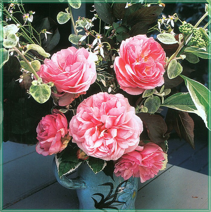 Roses Madame Ernest Calvat-WeaISC. Saxon Holt