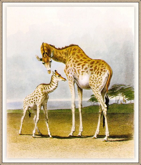 Giraffes. Robert Hills