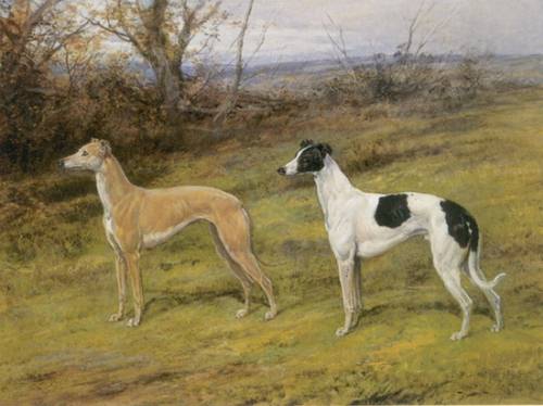 Fellow from Wales and Silvery Sand Greyhounds. Heywood Hardy
