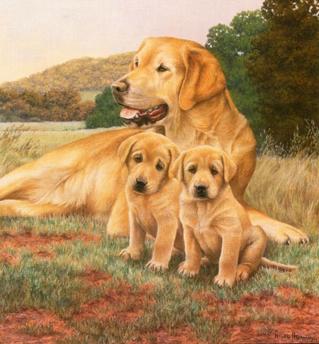 Желтый лабрадор с двумя щенками. Найджел и Кевин Дэниел Хемминг