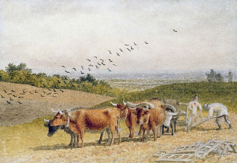 Oxen Ploughing a Downland Field. Robert Hills