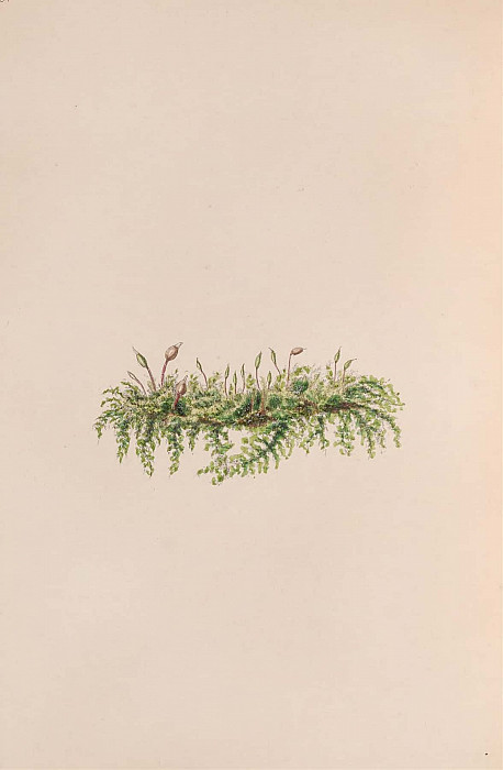 Mistletoe. John Stevens Henslow