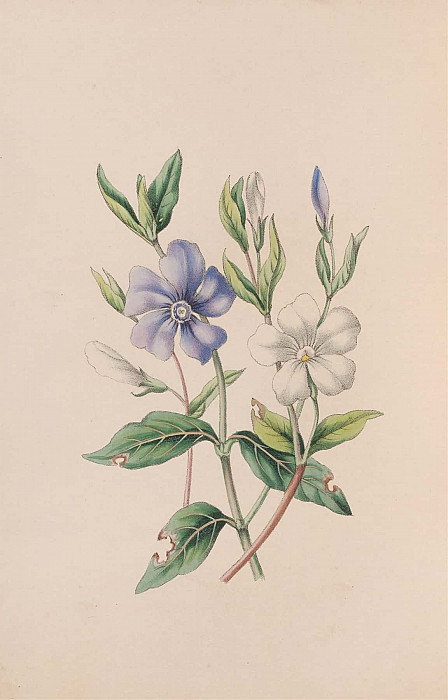 Periwinkle. John Stevens Henslow