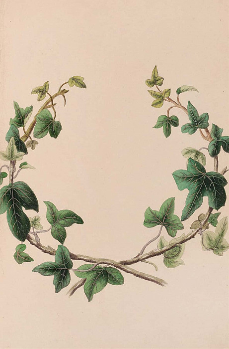 Wreath Of Ivy. John Stevens Henslow