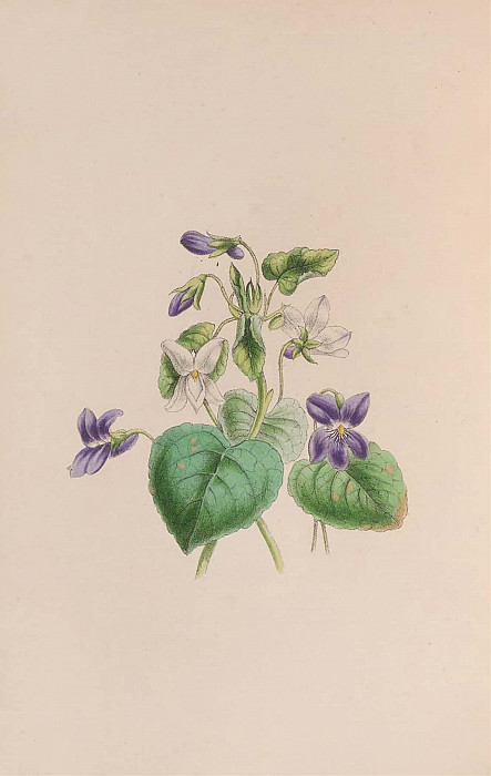 Sweet Scented Violet. John Stevens Henslow