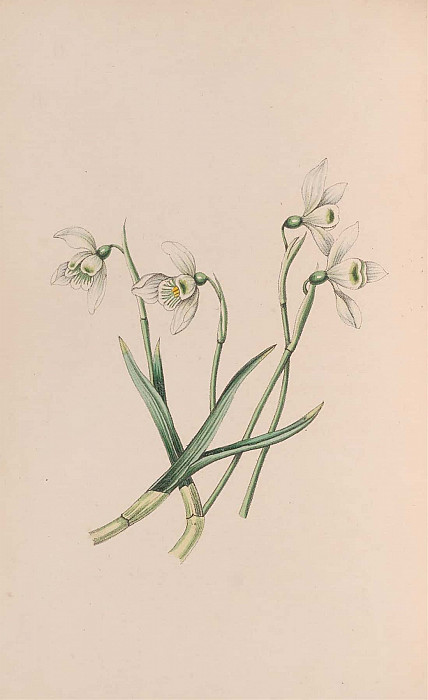 Snowdrop. John Stevens Henslow