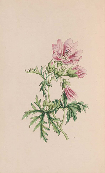 Small Blndweed, Or Field Convolvulus. John Stevens Henslow