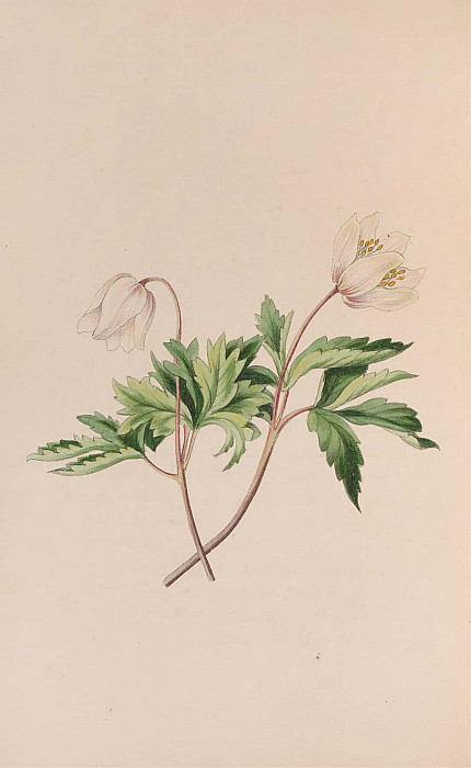 Wood Anemone. John Stevens Henslow