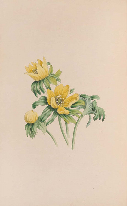 Winter Aconite. John Stevens Henslow